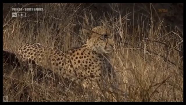 Wild Earth ~ Two Cheetah Brothers ~ Sept2, 2021 смотреть онлайн