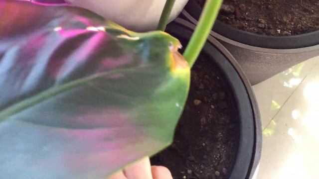 Обзор зимнего сада. Стрелиция, филодендрон , Аройдные, бегония макулата