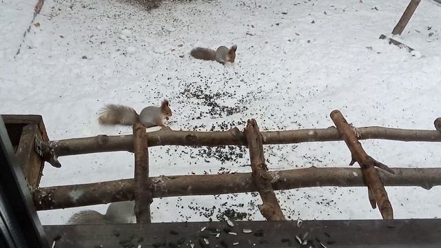 белки и птицы учатся быть вместе смотреть онлайн