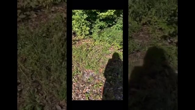 Save the turtles! ? смотреть онлайн