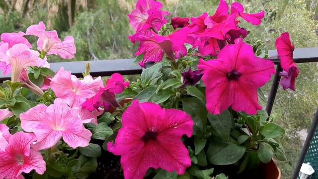 Сквозняк и петунии. Обрезка питуний