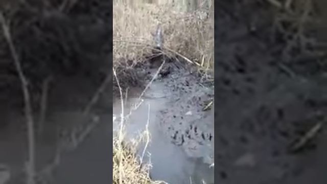 Охота на бобра с ягдтерьерами смотреть онлайн