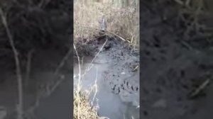 Охота на бобра с ягдтерьерами