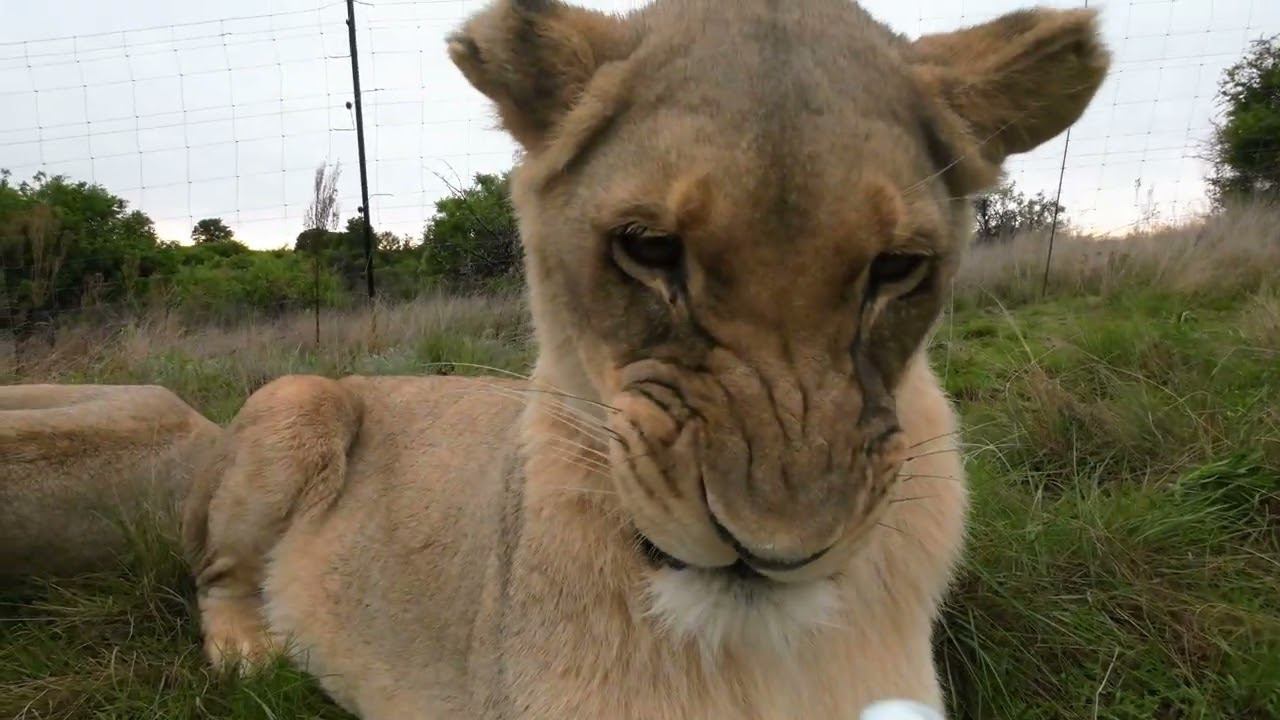 Уша и детский крем. Вот так выглядят смешанные чувства)