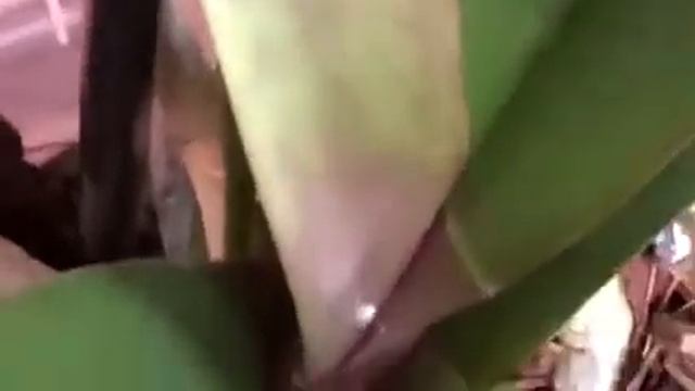 Мучнистый червяк мой опыт и как борюсь от Irina ja смотреть онлайн