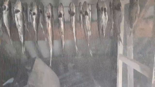 Сушилка для рыбы своими руками! смотреть онлайн