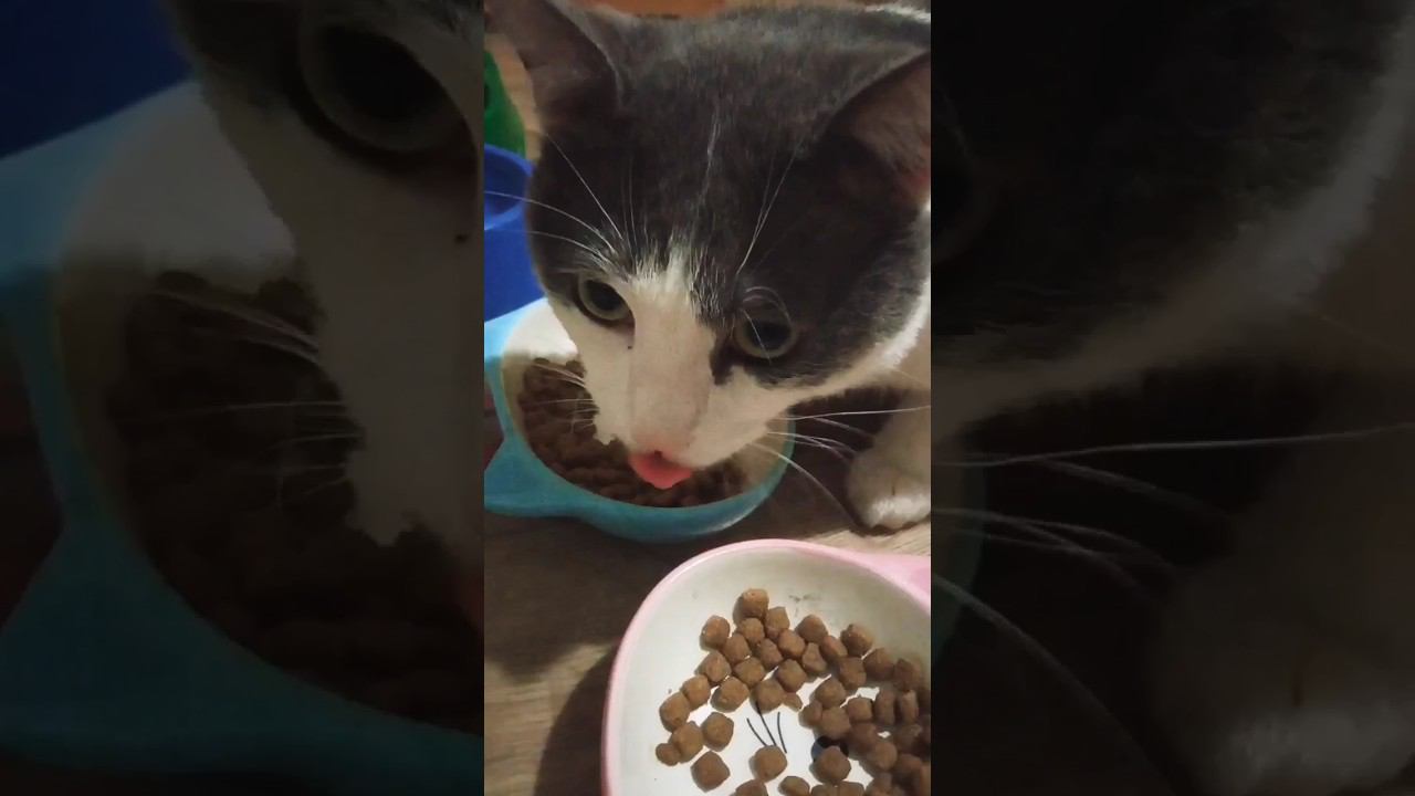 Вкусный корм. #кот #добро #мурзик #осень #питомец #еда #лайк #любовь смотреть онлайн