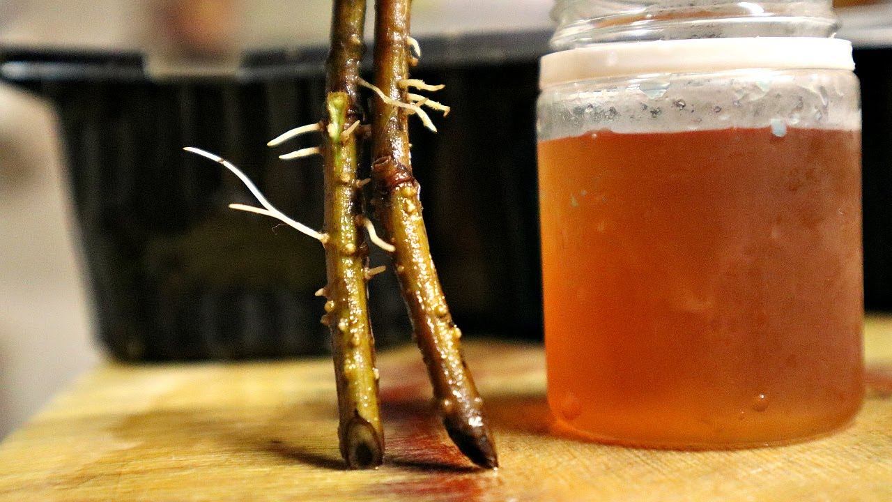 Укоренится даже безнадежный черенок! Хитрости секреты укоренения черенков от профессионального гида! смотреть онлайн