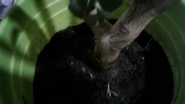 БЕЛЫЙ НАЛЕТ В ЦВЕТОЧНОМ ГОРШКЕ/КАК ВЫЛЕЧИТЬ ЦВЕТОК? смотреть онлайн