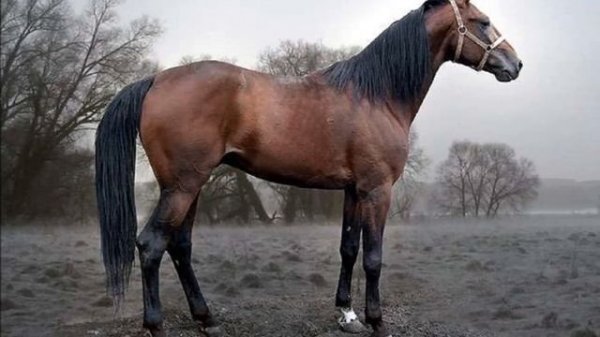 Русские рысаки особенности породы | Коневодство | Порода лошадей Русский рысак