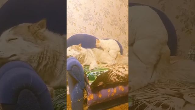 Теперь ты знаешь откуда появился котопёс😹😹😹😹😹😹😹😹😹😹😹😹😹😹😹😹😹😹😹😹😹😹😹😹😹🐕🐕🐕🐕🐕🐕🐕🐕🐕🐕🐕🐕🐕🐕🐕🐕 смотреть онлайн