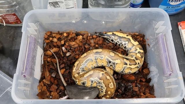 Blood Python Feeding #23 смотреть онлайн
