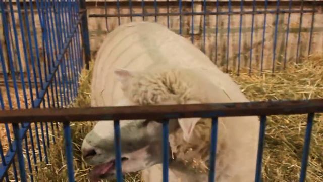 The cow goes moo, the sheep goes baaa, the duck goes quack, and I go Zzzzzzzzz смотреть онлайн