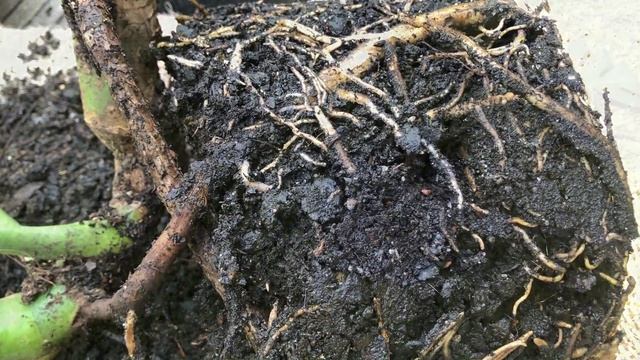Re-potting Monstera Deliciosa after propagation (Swiss Cheese Plant) | Indoor Plants смотреть онлайн