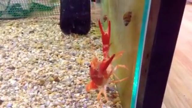 Флоридский рак. смотреть онлайн