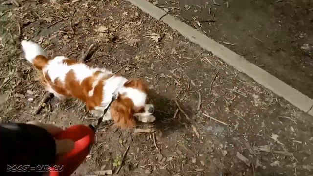 Как не заблудиться в лесу? - Взять с собой Леди!