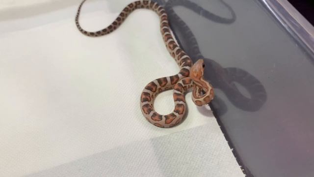 SCALELESS CORN SNAKE BABIES!!! смотреть онлайн