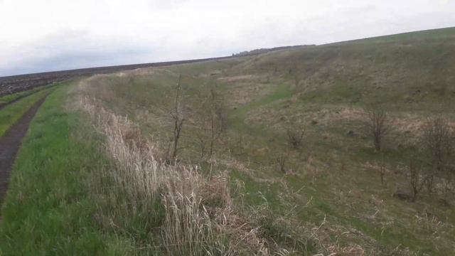 Курцхаар Грэй смотреть онлайн