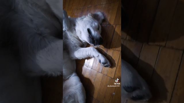 Золотистый ретривер /охрана /собака