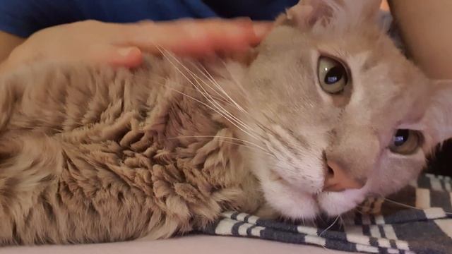 Длинные бусы в меди. Резной сердолик. смотреть онлайн