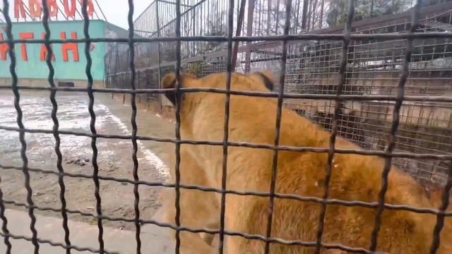 Львы СОСКУЧИЛИСЬ, им так хочется ласки! смотреть онлайн