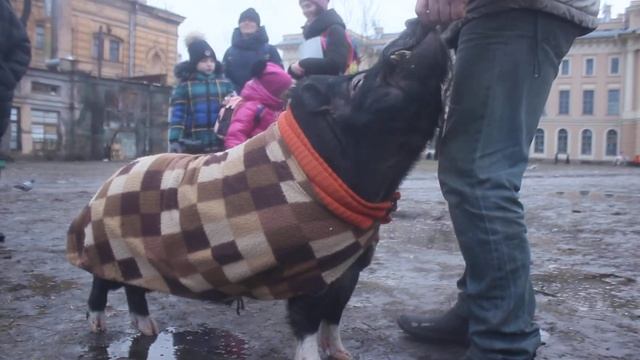 кабан по кличке " Лёша " у Академии художеств 2 февраля 2020 смотреть онлайн