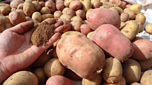 Парша на картофеле. Простой способ как победить это заболевание раз и навсегда.