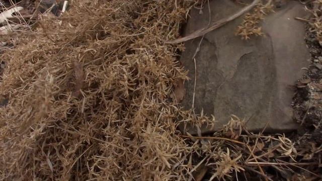 Мы всё ещё ждём весну.Немного альпийских растений. смотреть онлайн