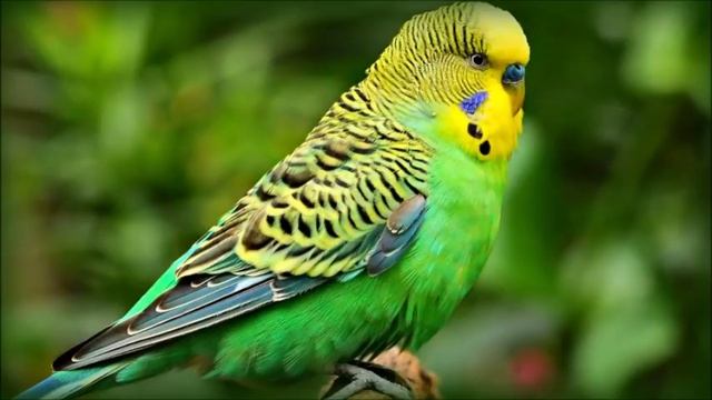 Пение волнистого попугая для вашего питомца .mp4 смотреть онлайн