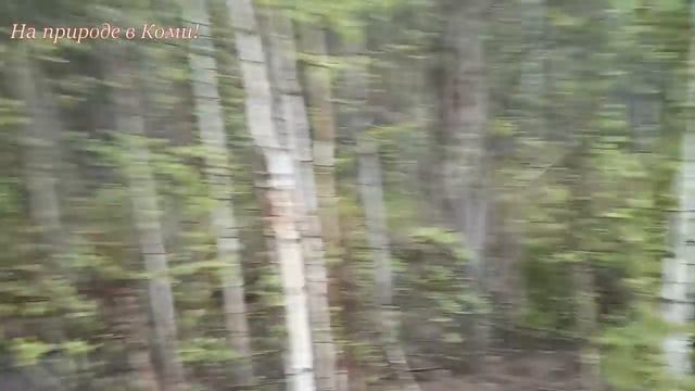 Видел медведя. смотреть онлайн
