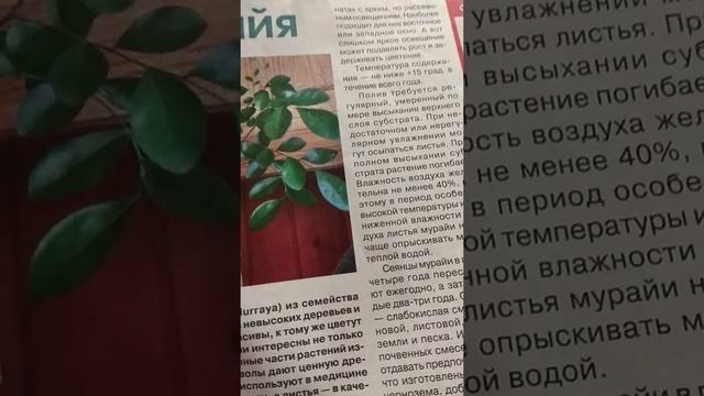 Мурайя - Душистые цветы. Полезные плоды смотреть онлайн