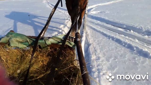 Катаемся на коне. На коне в санях. Riding in the sleigh. Village entertainment смотреть онлайн