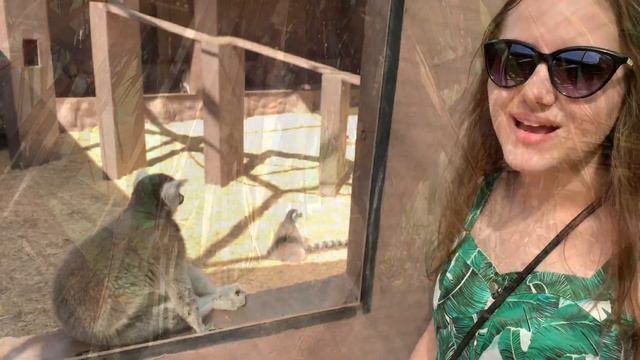 Monkey park,Тенерифе//Черепаха спасла жизнь черепахе//очень смешная обезьяна//Миллион морских свино смотреть онлайн