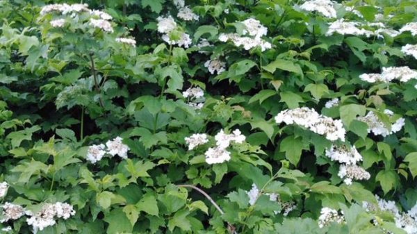 Chopin SPRING WALTZ in blue colors. 1 hours. Beautiful music for the soul and relaxation.