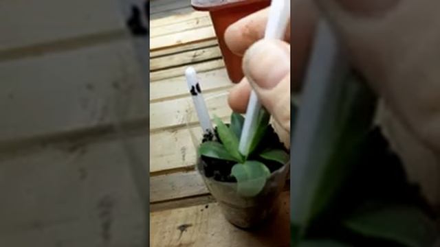 эустома , подкормка растюшек гуматом калия ?????? смотреть онлайн