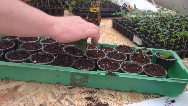 Снимаем черенки Сурфинии (Ампельной петунии) смотреть онлайн