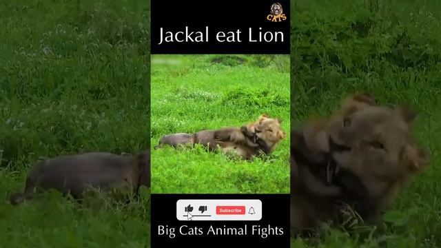 Jackal eat Lion | Wild Animal Attacks #wildanimals # shorts смотреть онлайн