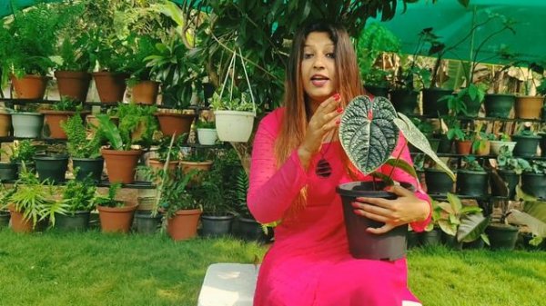 Anthurium luxurians || Foliage Anthurium || Anthurium Care Malayalam || Exotic Plants || Part-2