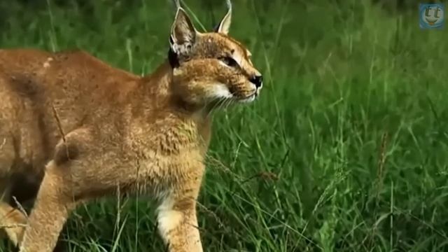 Каракал гроза птиц! Самый ловкий грациозный и бесшумный охотник. смотреть онлайн