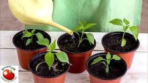 Рассада перцев остановилась в рост