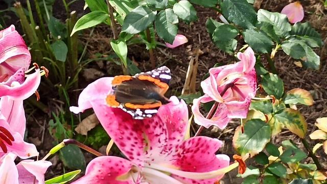 ВАЛЬС БАБОЧЕК Фредерик Шопен ВЕСНЕ НА ВСТРЕЧУ КРАСИВАЯ МУЗЫКА Лет прекрасные мгновенья #taleforhele смотреть онлайн