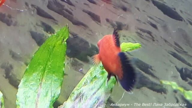 Поздний самец крупнее самочки пецилии смотреть онлайн