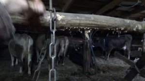 Привязь для коров на ферме на раз-два