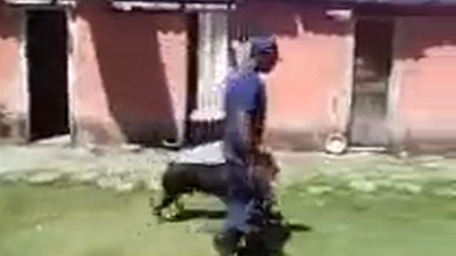 Adestrador - Marcio Santos (13-988064717 / 90*242393 )Cão policia " Blade " 16 смотреть онлайн