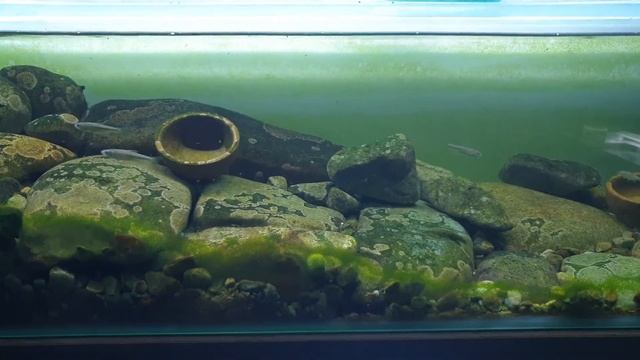 Hillstream Rapids Tank with Sewellia Lineolata, Sewellia “Spotted ” breeding with Fry смотреть онлайн