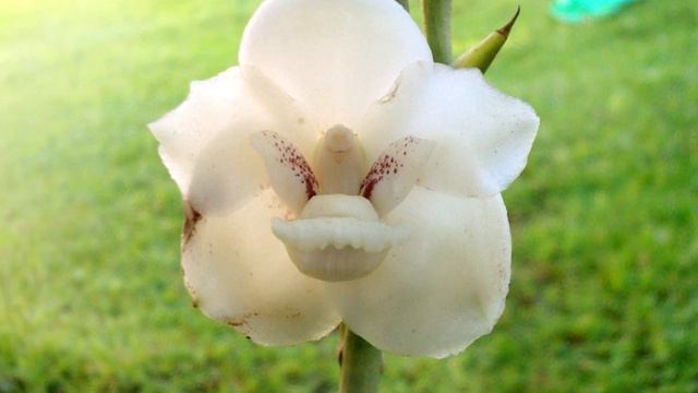 Flor del Espíritu Santo - Flor Nacional PANAMÁ смотреть онлайн