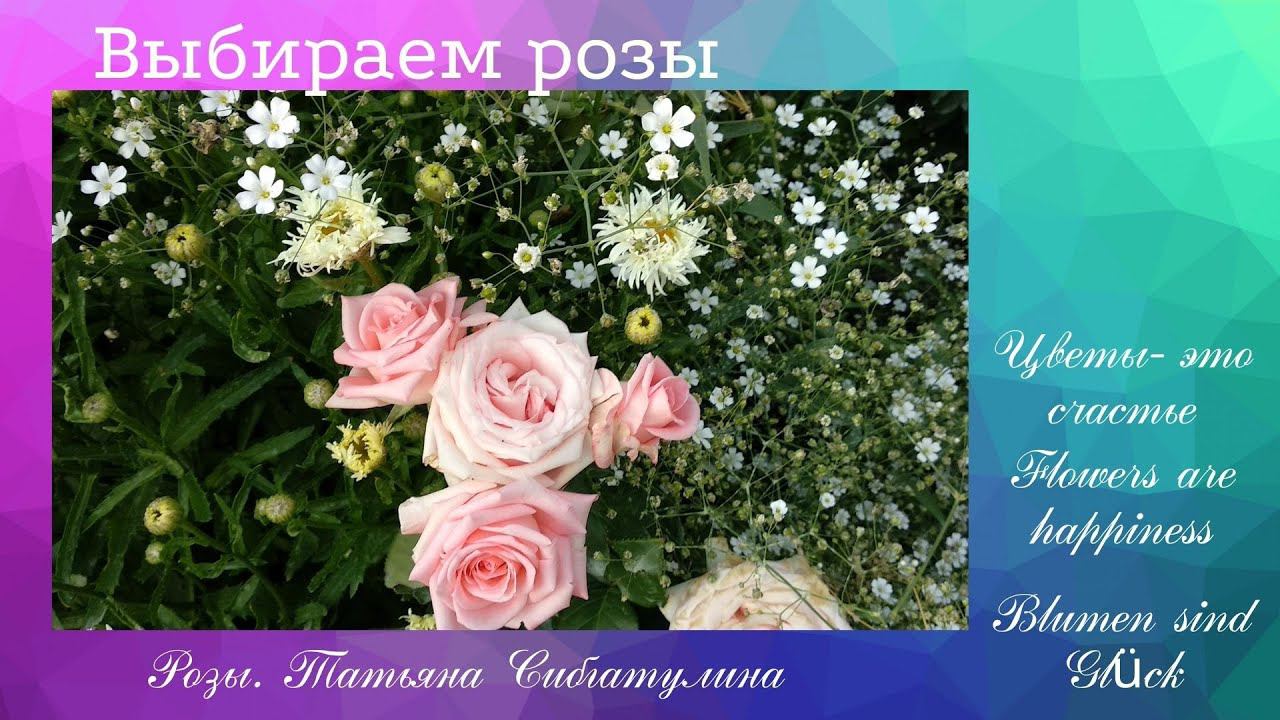 Розы. Забытые, но прекрасные сорта роз. смотреть онлайн