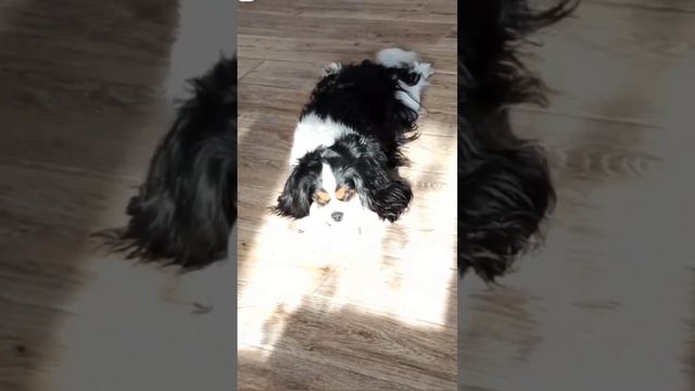 Милейшее создание 🤗 #кавалеркингчарльзспаниель смотреть онлайн