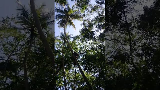 Занзибар. Мастер-класс по добыче кокосов смотреть онлайн