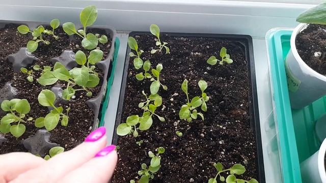 № 88 Что с рассадой перца? Нужен совет! Пикировка Петунии! смотреть онлайн